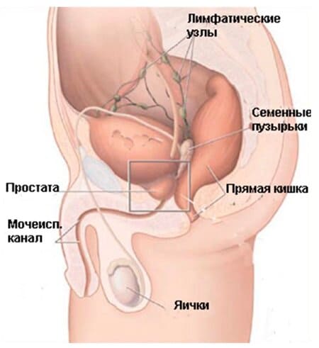 Структура мочевыводящего участка у мужчин
